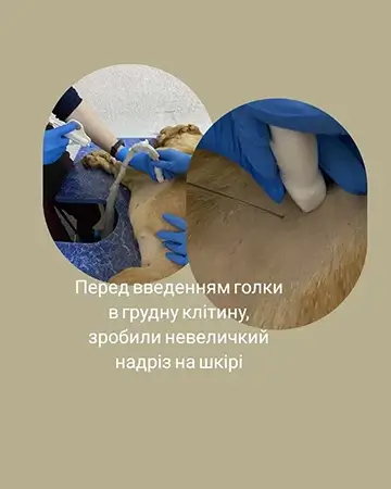 ветеринарні онкологічні послуги в Дніпрі