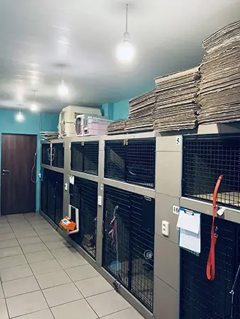 послуги ветеринарного стаціонару в Дніпрі