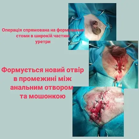 ветеринарні урологічні послуги в Дніпрі