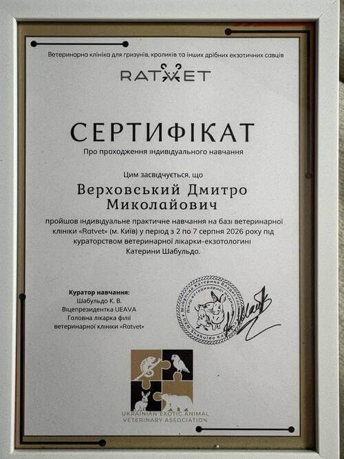 Диплом або сертифікат — Верховський Дмитро Миколайович