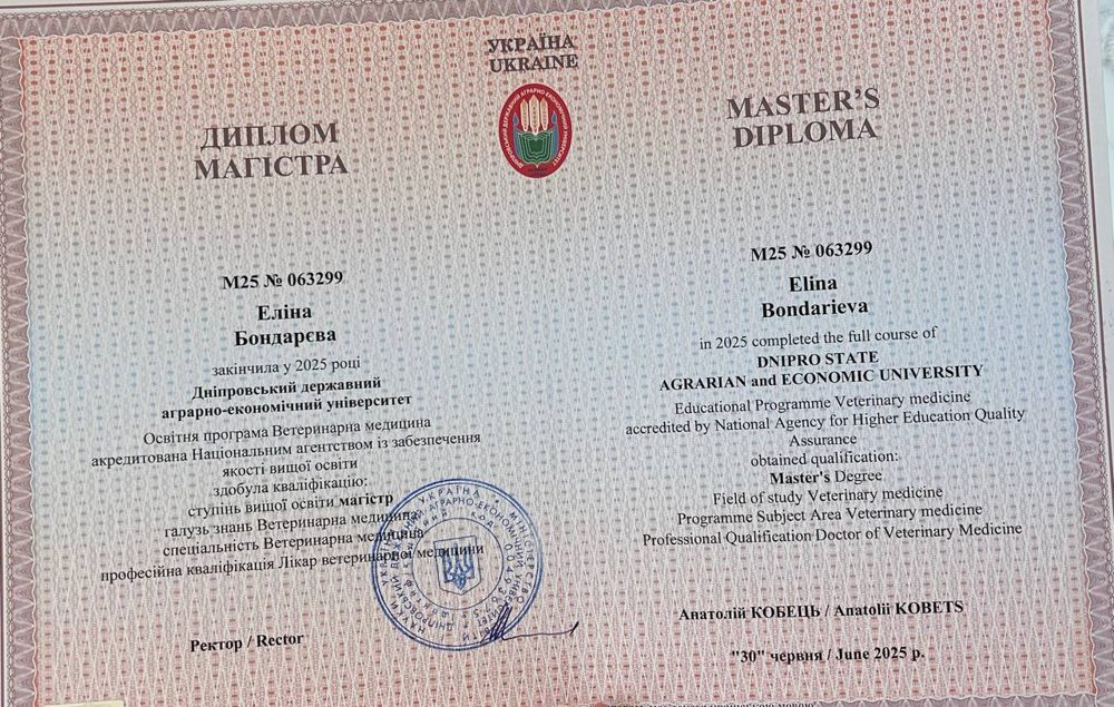 Диплом або сертифікат — Бондарєва Еліна Юріївна