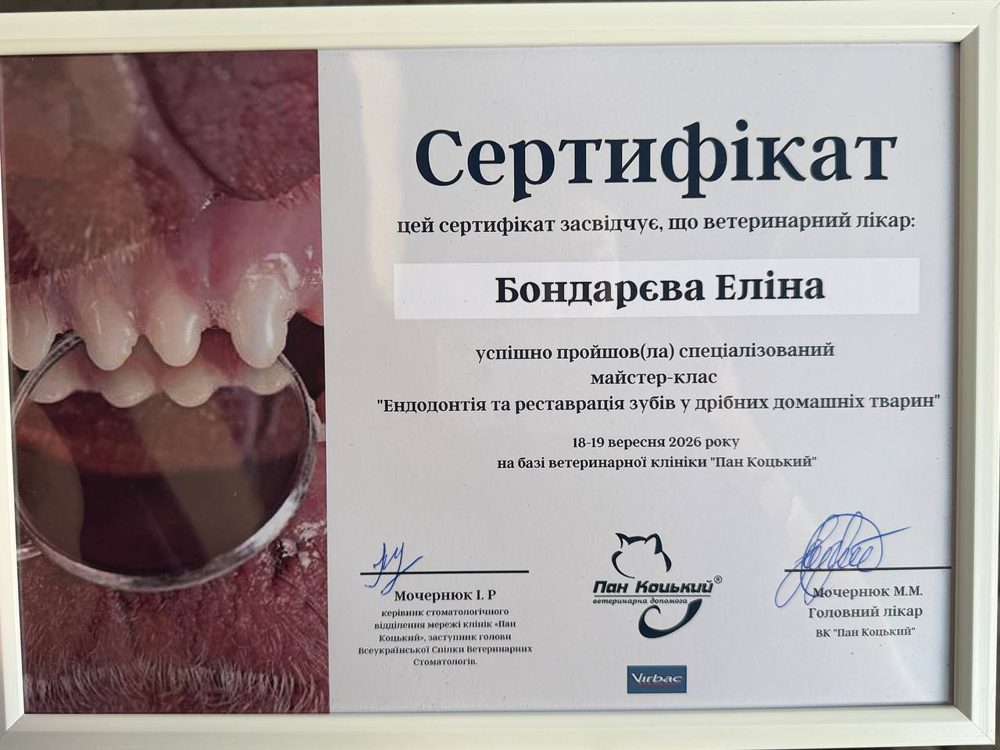Диплом або сертифікат — Бондарєва Еліна Юріївна